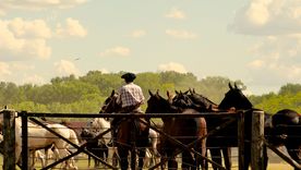 Las estancias bonaerenses permiten vivir de cerca las costumbres gauchas en un entorno natural único. Las estancias bonaerenses permiten vivir de cerca las costumbres gauchas en un entorno natural único.