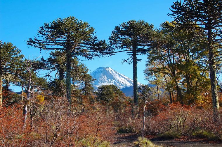 Parque Nacional Conguillío. Parque Nacional Conguillío.