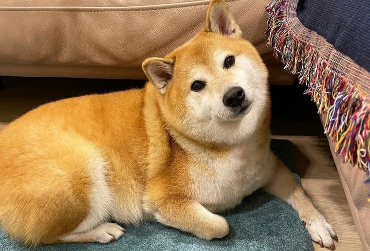 Cheems era un perro amado por toda la comunidad de redes sociales Foto: Captura de Twitter