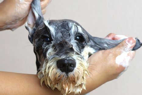 Bañar a los perros. Foto: Shutterstock