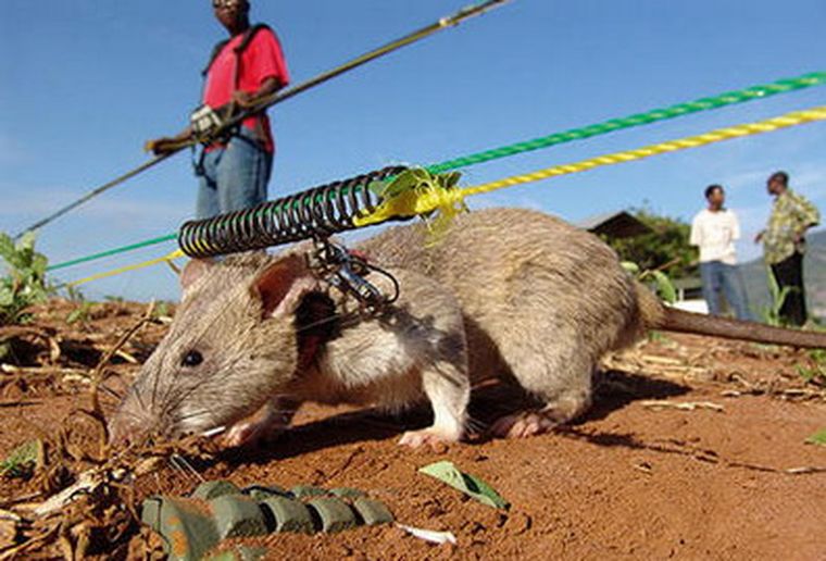 Son ratas gigante, endémicas de Mozambique. Foto: Quo.es
