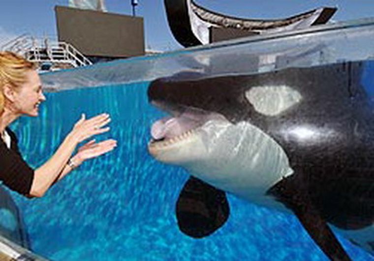 La orca tomó de la cintura a la mujer y la hundió en el estanque en pleno show.
