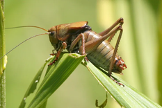 Los grillos no representan peligro para los humanos. Foto: Archivo