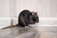 Adiós a las ratas. Foto: Fuente: Shutterstock
