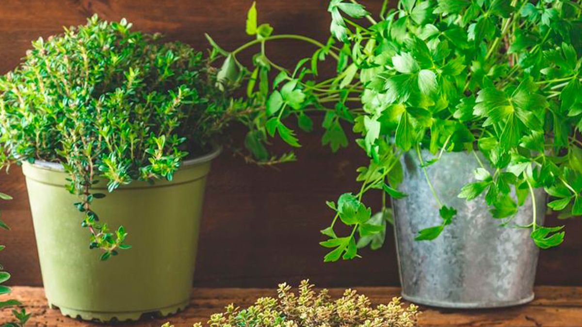 Las 5 plantas comestibles que crecen en cualquier lugar