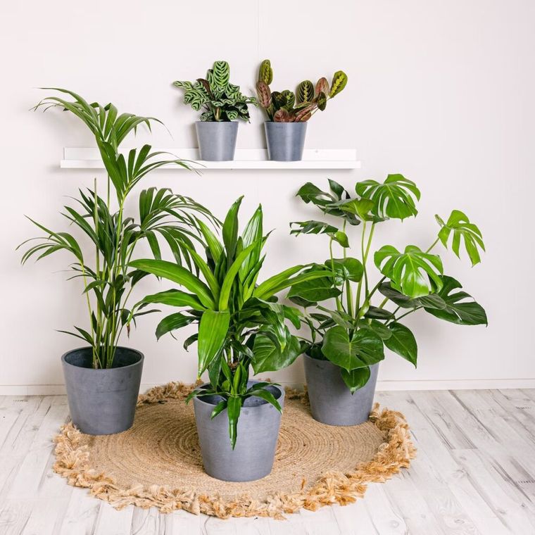 Plantas de interior que ayudan a mejorar la concentración y bajar el estrés. Foto: elblogdelatabla.com. Plantas de interior que ayudan a mejorar la concentración y bajar el estrés. Foto: elblogdelatabla.com.