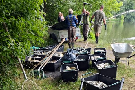 Por el cambio climático, las extremas olas de calor en Europa matan miles de peces. Foto Efe Por el cambio climático, las extremas olas de calor en Europa matan miles de peces. Foto Efe