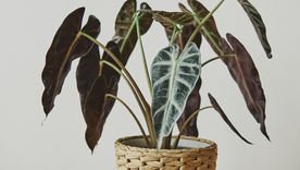 Las plantas en agua son una alternativa decorativa, limpia y fácil de mantener para interiores pequeños. Las plantas en agua son una alternativa decorativa, limpia y fácil de mantener para interiores pequeños.