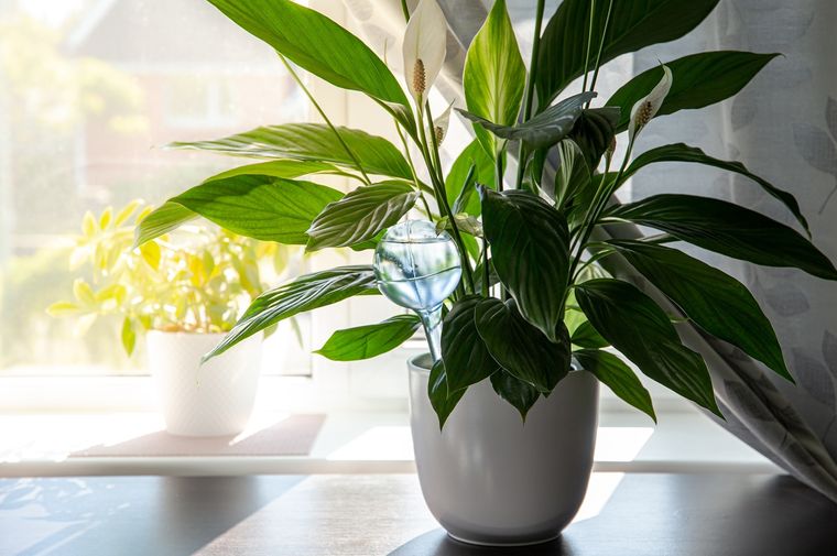 Plantas ideales para el interior. Foto: Shutterstock