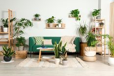 Esto es todo lo que tenes que saber si tus plantas de interior mueren con facilidad Foto: Fuente: Shutterstock