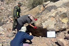 Los petroglifos fueron encontrados en un sitio histórico de San Juan.&nbsp; 