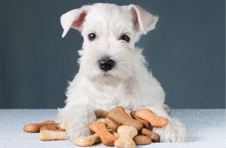 Mascotas Cómo hacer unas ricas galletas Foto: Shutterstock