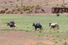 Las mulas, un animal noble que fue clave en la campaña del Cruce de los Andes. Foto: ALF PONCE MERCADO / MDZ