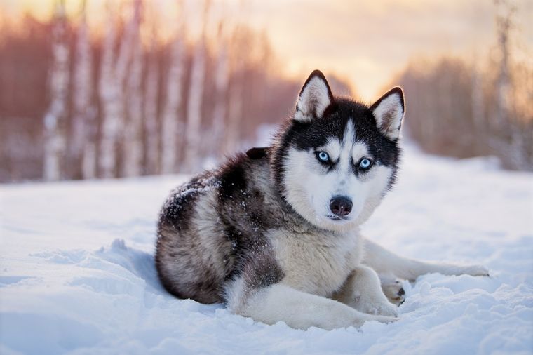 El Husky Siberiano es una de las razas perrunas que más se asimila a los lobos Foto: SHUTTERSTOCK