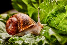 Sin dañarlos, di adiós a los caracoles en el jardín. Foto: SHUTTERSTOCK Sin dañarlos, di adiós a los caracoles en el jardín. Foto: SHUTTERSTOCK