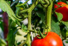 Manten a salvo tu planta de tomate con este efectivo pesticida casero. Foto: Shutterstock