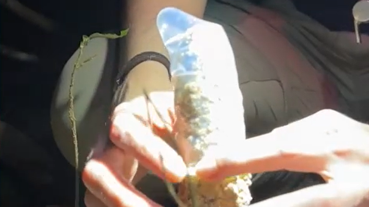 Los condones ayudaron a confirmar si había intercambio de gases en las torres de arcilla que construyen las cigarras.
