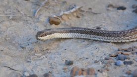 Este tipo de serpiente alertó a todos durante este fin de semana en San Martín. Este tipo de serpiente alertó a todos durante este fin de semana en San Martín.