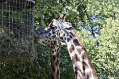 francia: mas de 22.000 personas compraron en francia un zoologico para liberar sus animales