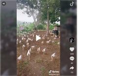 tiktok viral: convierte su granja de gallinas en los vengadores