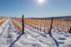 Otronia, uno de los proyectos más extremos de Argentina, fue nominado como la “Mejor Bodega del Nuevo Mundo”. Foto: Bodega Otronia