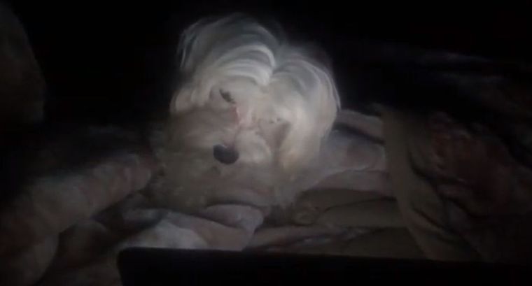 El perrito que se viraliza.