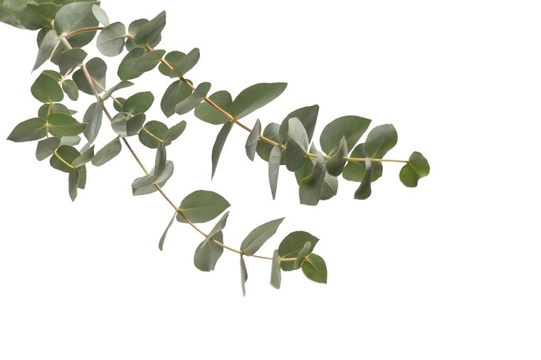 Eucalipto Una planta con propiedades curativas. Foto: Fuente: Shutterstock