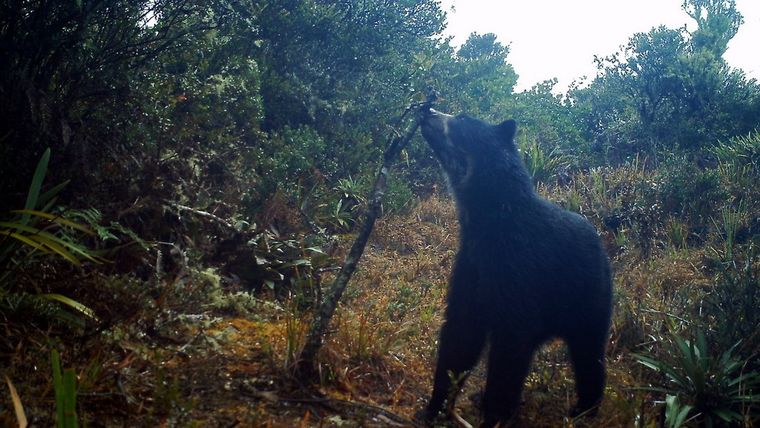 Un jakumari, en la zona andina de Venezuela. Foto: Proyecto Oso Andino Guaramacal