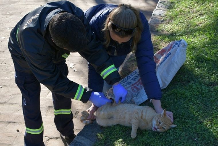 La mujer fue mordida por un felino no doméstico en la provincia de Buenos Aires