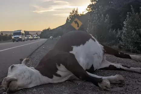 La vaca murió tras ser impactada de lleno por la camioneta. (Imagen ilustrativa) La vaca murió tras ser impactada de lleno por la camioneta. (Imagen ilustrativa)