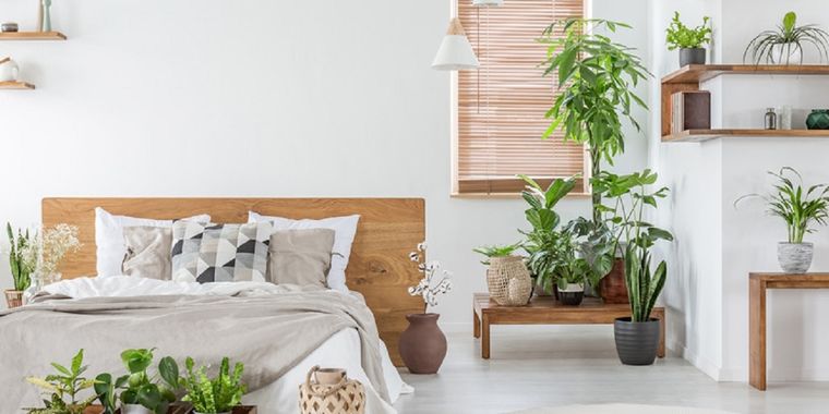 Dale un toque de diseño a tu habitación y aprovecha los beneficios de las plantas para dormir. Foto: Getty images