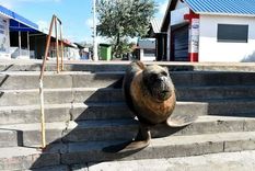 Los lobos marino siguen haciendo travesuras en el Puerto de Mar del Plata
