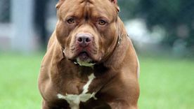 Un pitbull mató a un niño de tres años en el barrio Villa La Lonja de la ciudad de Córdoba.