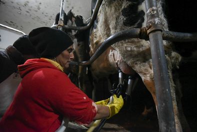 MDZol | El consumo de la leche cayó un 15% en enero, producto de la inflación y el derrumbe del poder adquisitivo Foto: Juan Ignacio Blanco/MDZ