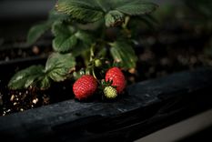 Huerta en casa Aprende a cultivar fresas en tu jardín Foto: Pexels