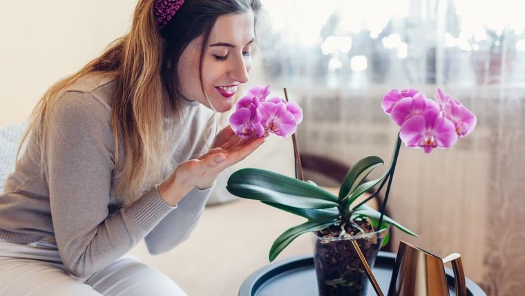 Estas plantas enamoran a primera vista y atraen buenas energías. Foto: Archivo