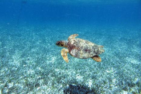 Los animales vuelven a Holbox por la falta de turistas