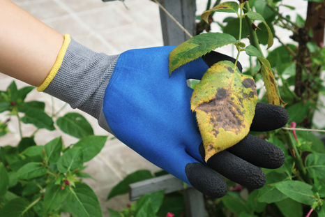 Los hongos pueden acabar matando a tus plantas Foto: Shutterstock. Los hongos pueden acabar matando a tus plantas Foto: Shutterstock.