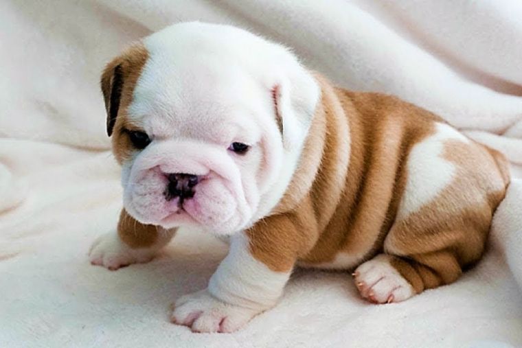 Perro Perro compañero del adulto mayor Foto: YouTube