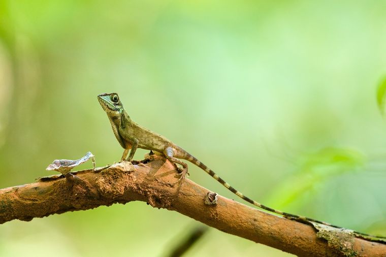 lagartija Un sueño con varios significados. Foto: Fuente: Shutterstock