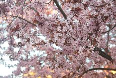 Este árbol además de dar sombra no requiere de mucho espacio.