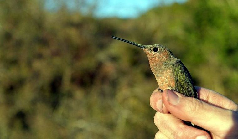 Los científicos explicaron que se trata de colibríes gigantes migratorios. Foto: Dpa.