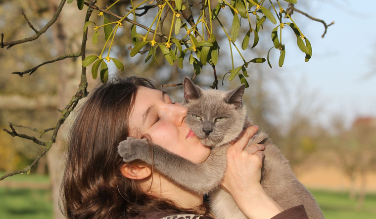 Este 8 de agosto se celebra el Día Internacional del Gato.