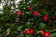 Estas plantas no soportan la luz solar directa. Foto: Shutterstock