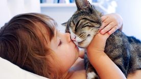 Encontrar más rápido a tu gato perdido es más fácil con la guía que te dejamos en la nota Foto: ARCHIVO