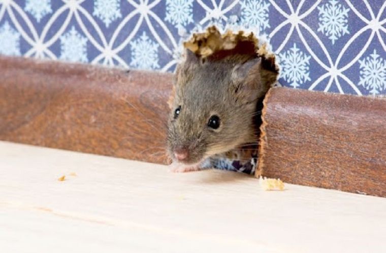 Las ratas pueden ser transmisoras de muchas enfermedades. Foto: Dreamstime