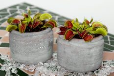 Aprende a cuidar y a cultivar a las famosas plantas carnívoras Venus atrapamoscas. Foto: Pixabay - pixabay.com