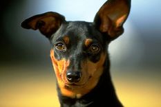 los perros pueden entendernos mas de lo que creemos