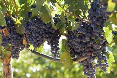MDZol | Uvas a punto.