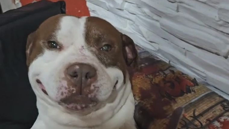 El tierno pitbull viral que conquista las redes sociales. Foto: Archivo